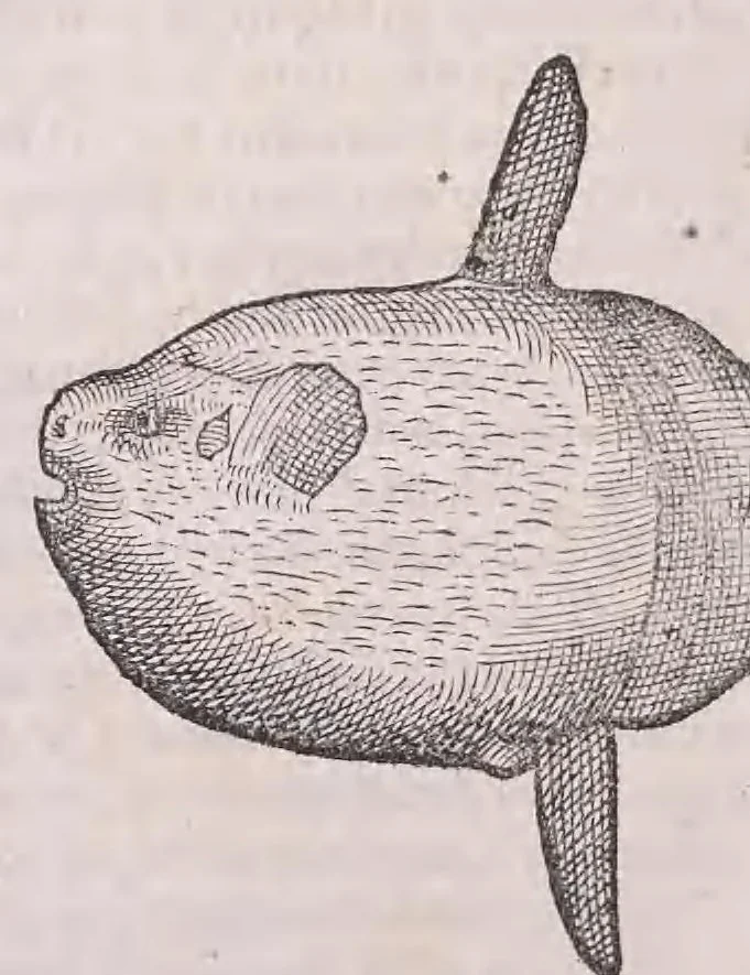 An illustration from Nomenclator aquatilium animantium : Icones animalium in mari et dulcibus aquis degentium plus quam DCC. cum nomenclaturis singulorum Latinis, Graecis, Italicis, Hispanicis, Gallicis, Germanicis, Anglicis, alijsq́[ue] interdum, per certos ordines digestae ..., 1606, leaf 189