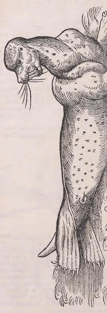 An illustration from Nomenclator aquatilium animantium : Icones animalium in mari et dulcibus aquis degentium plus quam DCC. cum nomenclaturis singulorum Latinis, Graecis, Italicis, Hispanicis, Gallicis, Germanicis, Anglicis, alijsq́[ue] interdum, per certos ordines digestae ..., 1606, leaf 195
