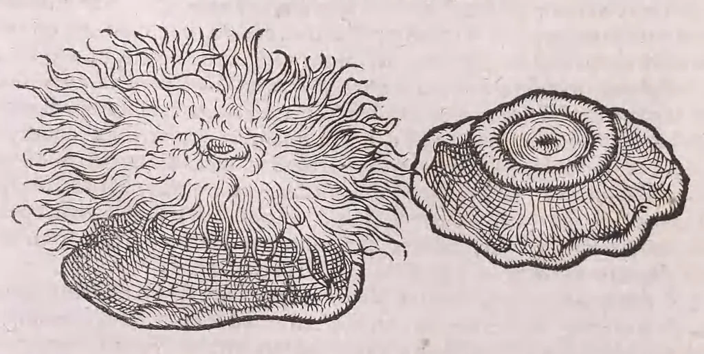An illustration from Nomenclator aquatilium animantium : Icones animalium in mari et dulcibus aquis degentium plus quam DCC. cum nomenclaturis singulorum Latinis, Graecis, Italicis, Hispanicis, Gallicis, Germanicis, Anglicis, alijsq́[ue] interdum, per certos ordines digestae ..., 1606, leaf 227