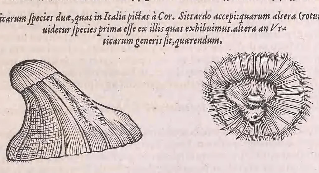 An illustration from Nomenclator aquatilium animantium : Icones animalium in mari et dulcibus aquis degentium plus quam DCC. cum nomenclaturis singulorum Latinis, Graecis, Italicis, Hispanicis, Gallicis, Germanicis, Anglicis, alijsq́[ue] interdum, per certos ordines digestae ..., 1606, leaf 230