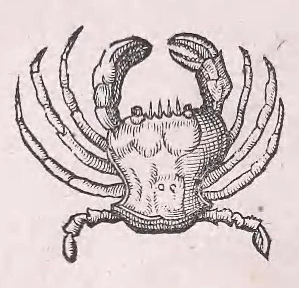 An illustration from Nomenclator aquatilium animantium : Icones animalium in mari et dulcibus aquis degentium plus quam DCC. cum nomenclaturis singulorum Latinis, Graecis, Italicis, Hispanicis, Gallicis, Germanicis, Anglicis, alijsq́[ue] interdum, per certos ordines digestae ..., 1606, leaf 237