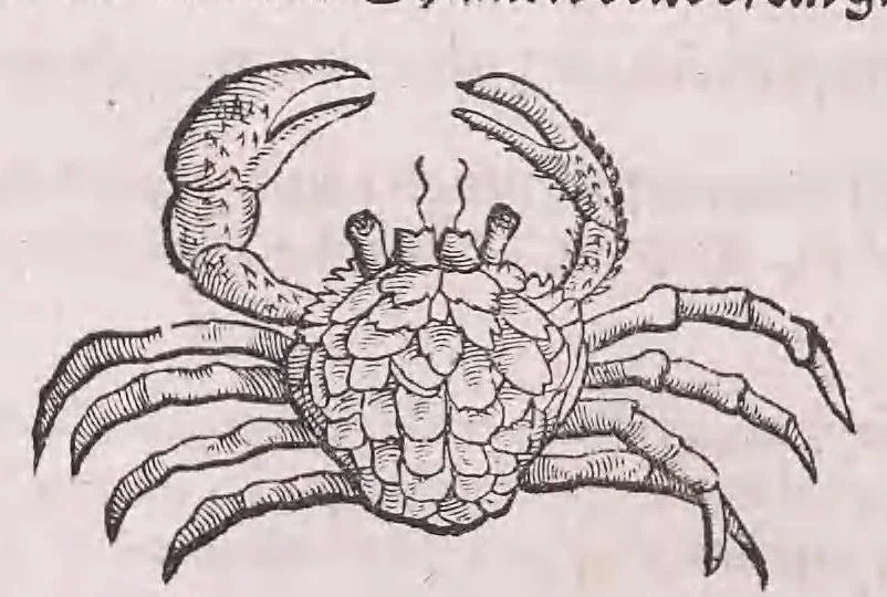 An illustration from Nomenclator aquatilium animantium : Icones animalium in mari et dulcibus aquis degentium plus quam DCC. cum nomenclaturis singulorum Latinis, Graecis, Italicis, Hispanicis, Gallicis, Germanicis, Anglicis, alijsq́[ue] interdum, per certos ordines digestae ..., 1606, leaf 237