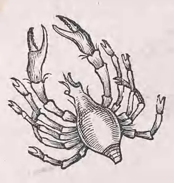 An illustration from Nomenclator aquatilium animantium : Icones animalium in mari et dulcibus aquis degentium plus quam DCC. cum nomenclaturis singulorum Latinis, Graecis, Italicis, Hispanicis, Gallicis, Germanicis, Anglicis, alijsq́[ue] interdum, per certos ordines digestae ..., 1606, leaf 241