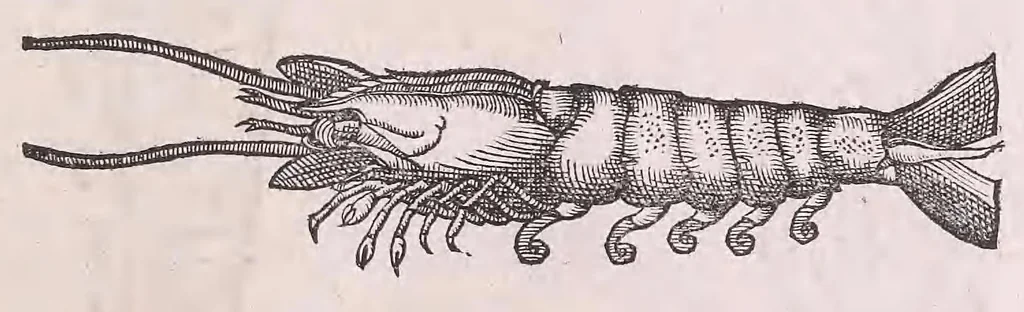 An illustration from Nomenclator aquatilium animantium : Icones animalium in mari et dulcibus aquis degentium plus quam DCC. cum nomenclaturis singulorum Latinis, Graecis, Italicis, Hispanicis, Gallicis, Germanicis, Anglicis, alijsq́[ue] interdum, per certos ordines digestae ..., 1606, leaf 248