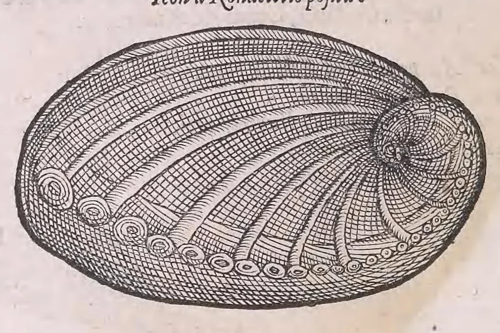 An illustration from Nomenclator aquatilium animantium : Icones animalium in mari et dulcibus aquis degentium plus quam DCC. cum nomenclaturis singulorum Latinis, Graecis, Italicis, Hispanicis, Gallicis, Germanicis, Anglicis, alijsq́[ue] interdum, per certos ordines digestae ..., 1606, leaf 255