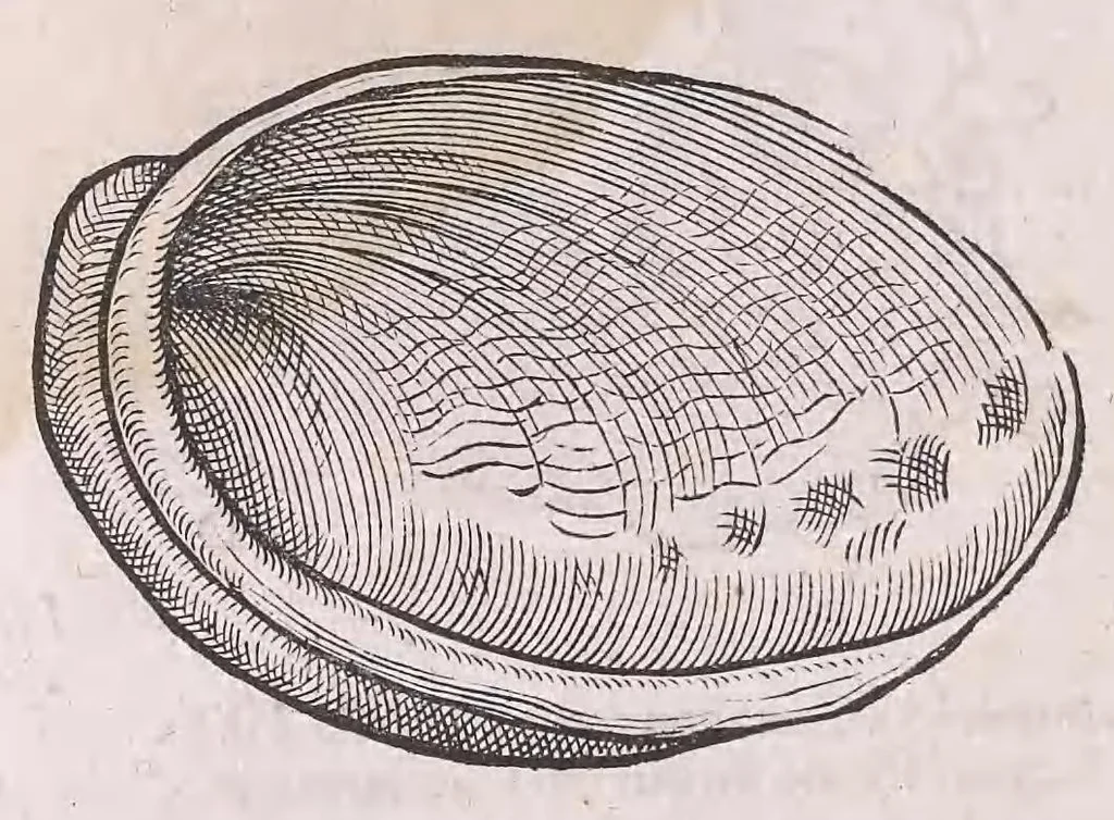 An illustration from Nomenclator aquatilium animantium : Icones animalium in mari et dulcibus aquis degentium plus quam DCC. cum nomenclaturis singulorum Latinis, Graecis, Italicis, Hispanicis, Gallicis, Germanicis, Anglicis, alijsq́[ue] interdum, per certos ordines digestae ..., 1606, leaf 255
