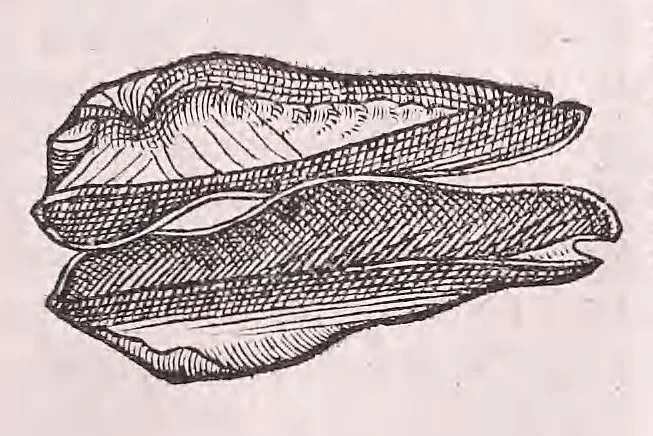 An illustration from Nomenclator aquatilium animantium : Icones animalium in mari et dulcibus aquis degentium plus quam DCC. cum nomenclaturis singulorum Latinis, Graecis, Italicis, Hispanicis, Gallicis, Germanicis, Anglicis, alijsq́[ue] interdum, per certos ordines digestae ..., 1606, leaf 258