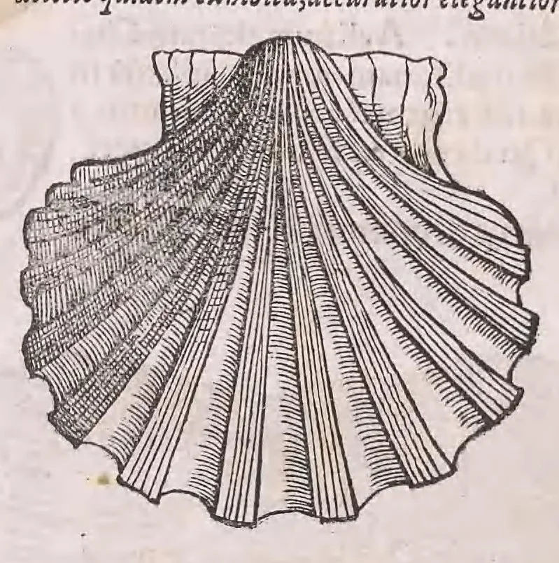 An illustration from Nomenclator aquatilium animantium : Icones animalium in mari et dulcibus aquis degentium plus quam DCC. cum nomenclaturis singulorum Latinis, Graecis, Italicis, Hispanicis, Gallicis, Germanicis, Anglicis, alijsq́[ue] interdum, per certos ordines digestae ..., 1606, leaf 263