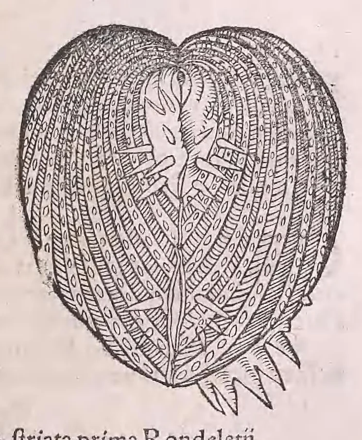 An illustration from Nomenclator aquatilium animantium : Icones animalium in mari et dulcibus aquis degentium plus quam DCC. cum nomenclaturis singulorum Latinis, Graecis, Italicis, Hispanicis, Gallicis, Germanicis, Anglicis, alijsq́[ue] interdum, per certos ordines digestae ..., 1606, leaf 266