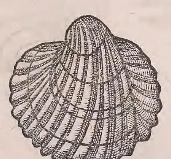 An illustration from Nomenclator aquatilium animantium : Icones animalium in mari et dulcibus aquis degentium plus quam DCC. cum nomenclaturis singulorum Latinis, Graecis, Italicis, Hispanicis, Gallicis, Germanicis, Anglicis, alijsq́[ue] interdum, per certos ordines digestae ..., 1606, leaf 266