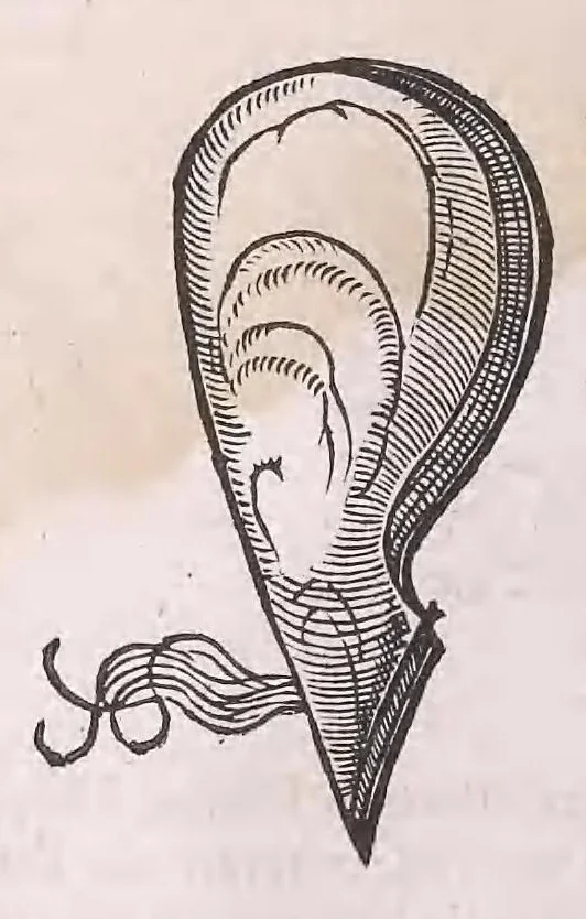 An illustration from Nomenclator aquatilium animantium : Icones animalium in mari et dulcibus aquis degentium plus quam DCC. cum nomenclaturis singulorum Latinis, Graecis, Italicis, Hispanicis, Gallicis, Germanicis, Anglicis, alijsq́[ue] interdum, per certos ordines digestae ..., 1606, leaf 271