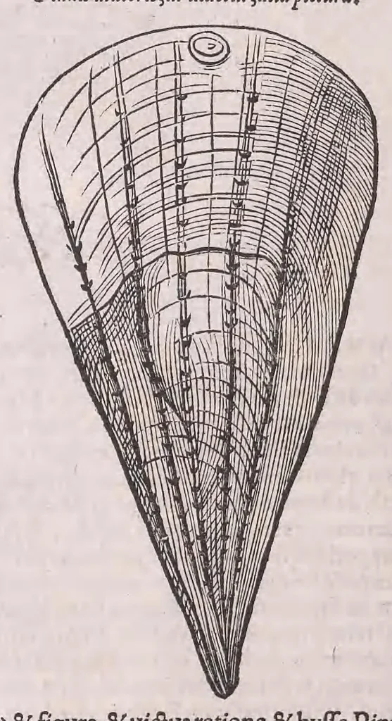 An illustration from Nomenclator aquatilium animantium : Icones animalium in mari et dulcibus aquis degentium plus quam DCC. cum nomenclaturis singulorum Latinis, Graecis, Italicis, Hispanicis, Gallicis, Germanicis, Anglicis, alijsq́[ue] interdum, per certos ordines digestae ..., 1606, leaf 271