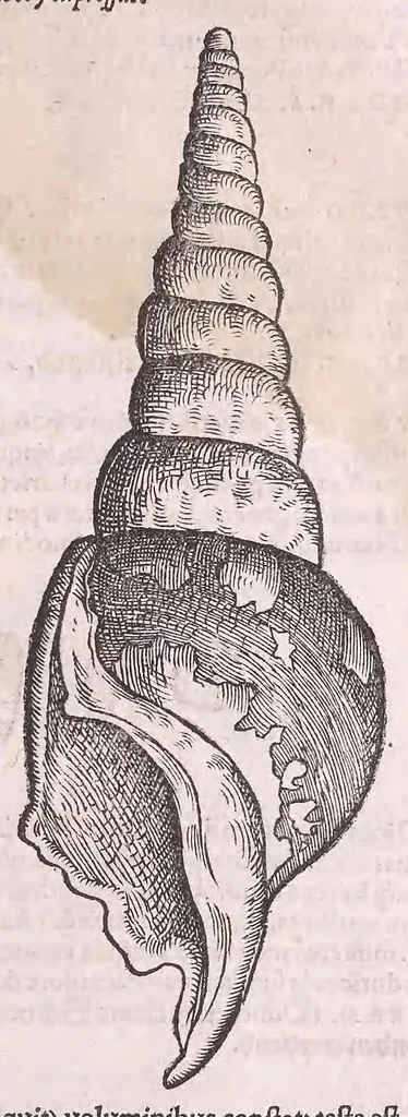 An illustration from Nomenclator aquatilium animantium : Icones animalium in mari et dulcibus aquis degentium plus quam DCC. cum nomenclaturis singulorum Latinis, Graecis, Italicis, Hispanicis, Gallicis, Germanicis, Anglicis, alijsq́[ue] interdum, per certos ordines digestae ..., 1606, leaf 278