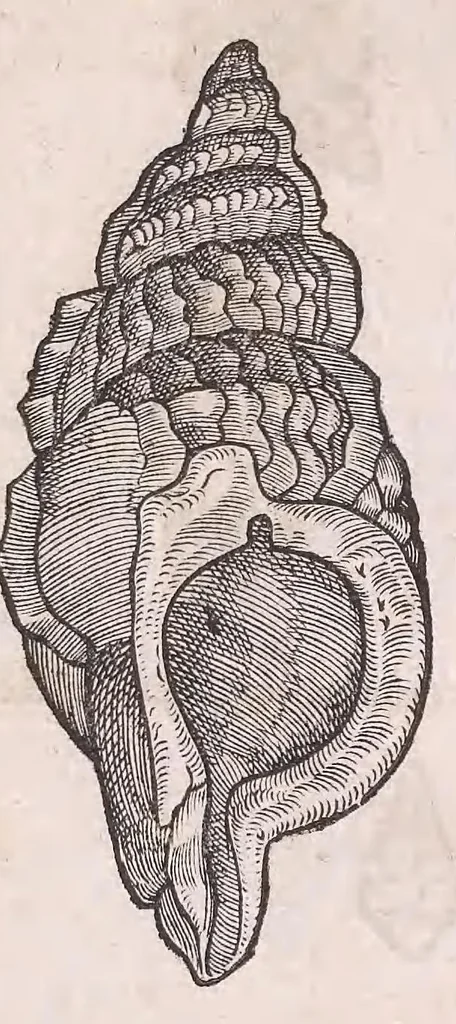 An illustration from Nomenclator aquatilium animantium : Icones animalium in mari et dulcibus aquis degentium plus quam DCC. cum nomenclaturis singulorum Latinis, Graecis, Italicis, Hispanicis, Gallicis, Germanicis, Anglicis, alijsq́[ue] interdum, per certos ordines digestae ..., 1606, leaf 278