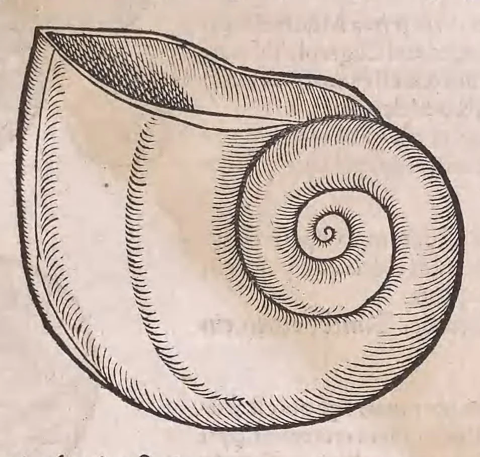 An illustration from Nomenclator aquatilium animantium : Icones animalium in mari et dulcibus aquis degentium plus quam DCC. cum nomenclaturis singulorum Latinis, Graecis, Italicis, Hispanicis, Gallicis, Germanicis, Anglicis, alijsq́[ue] interdum, per certos ordines digestae ..., 1606, leaf 282