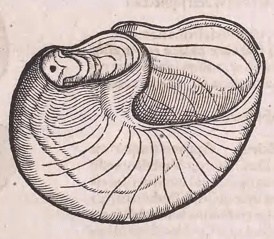An illustration from Nomenclator aquatilium animantium : Icones animalium in mari et dulcibus aquis degentium plus quam DCC. cum nomenclaturis singulorum Latinis, Graecis, Italicis, Hispanicis, Gallicis, Germanicis, Anglicis, alijsq́[ue] interdum, per certos ordines digestae ..., 1606, leaf 282