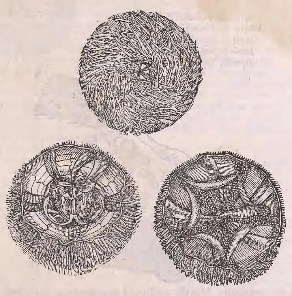 An illustration from Nomenclator aquatilium animantium : Icones animalium in mari et dulcibus aquis degentium plus quam DCC. cum nomenclaturis singulorum Latinis, Graecis, Italicis, Hispanicis, Gallicis, Germanicis, Anglicis, alijsq́[ue] interdum, per certos ordines digestae ..., 1606, leaf 288