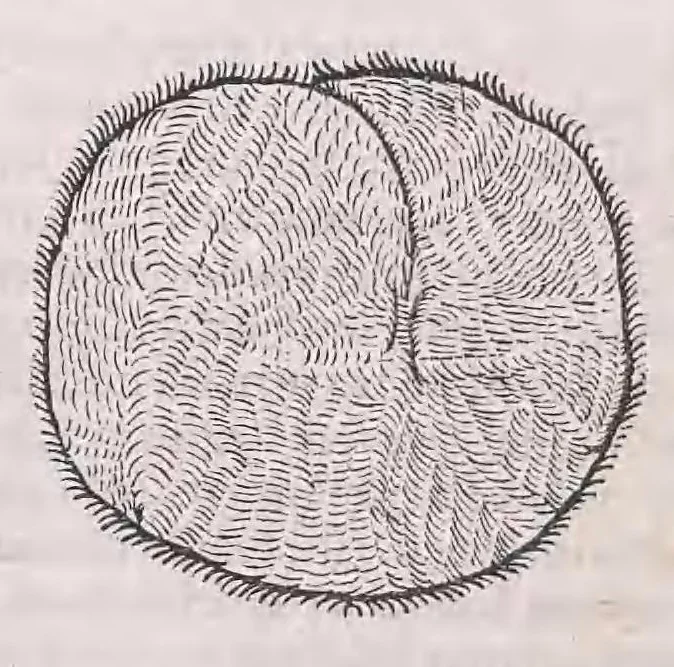 An illustration from Nomenclator aquatilium animantium : Icones animalium in mari et dulcibus aquis degentium plus quam DCC. cum nomenclaturis singulorum Latinis, Graecis, Italicis, Hispanicis, Gallicis, Germanicis, Anglicis, alijsq́[ue] interdum, per certos ordines digestae ..., 1606, leaf 297