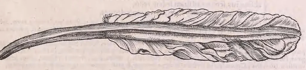 An illustration from Nomenclator aquatilium animantium : Icones animalium in mari et dulcibus aquis degentium plus quam DCC. cum nomenclaturis singulorum Latinis, Graecis, Italicis, Hispanicis, Gallicis, Germanicis, Anglicis, alijsq́[ue] interdum, per certos ordines digestae ..., 1606, leaf 304