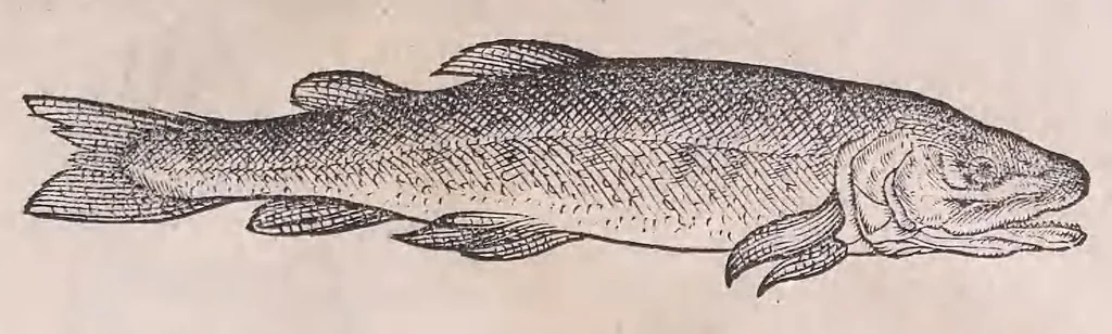 An illustration from Nomenclator aquatilium animantium : Icones animalium in mari et dulcibus aquis degentium plus quam DCC. cum nomenclaturis singulorum Latinis, Graecis, Italicis, Hispanicis, Gallicis, Germanicis, Anglicis, alijsq́[ue] interdum, per certos ordines digestae ..., 1606, leaf 344