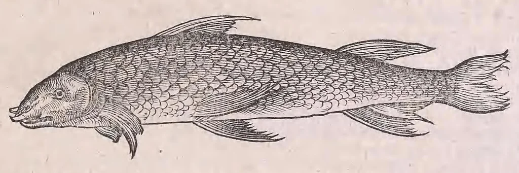 An illustration from Nomenclator aquatilium animantium : Icones animalium in mari et dulcibus aquis degentium plus quam DCC. cum nomenclaturis singulorum Latinis, Graecis, Italicis, Hispanicis, Gallicis, Germanicis, Anglicis, alijsq́[ue] interdum, per certos ordines digestae ..., 1606, leaf 348