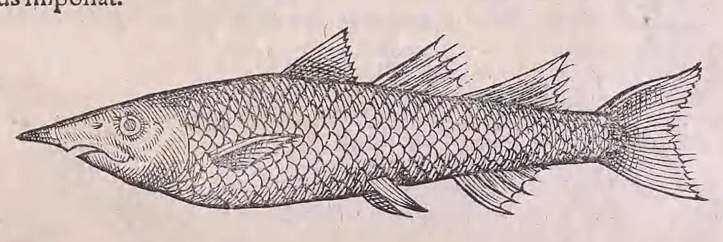 An illustration from Nomenclator aquatilium animantium : Icones animalium in mari et dulcibus aquis degentium plus quam DCC. cum nomenclaturis singulorum Latinis, Graecis, Italicis, Hispanicis, Gallicis, Germanicis, Anglicis, alijsq́[ue] interdum, per certos ordines digestae ..., 1606, leaf 348
