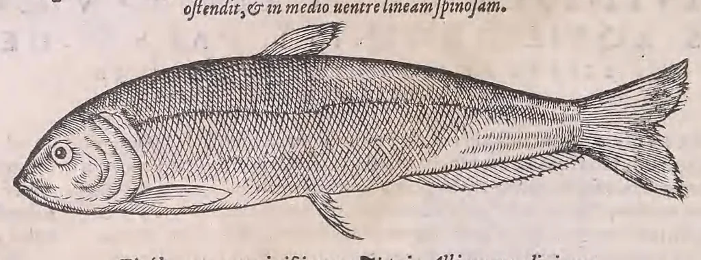 An illustration from Nomenclator aquatilium animantium : Icones animalium in mari et dulcibus aquis degentium plus quam DCC. cum nomenclaturis singulorum Latinis, Graecis, Italicis, Hispanicis, Gallicis, Germanicis, Anglicis, alijsq́[ue] interdum, per certos ordines digestae ..., 1606, leaf 353