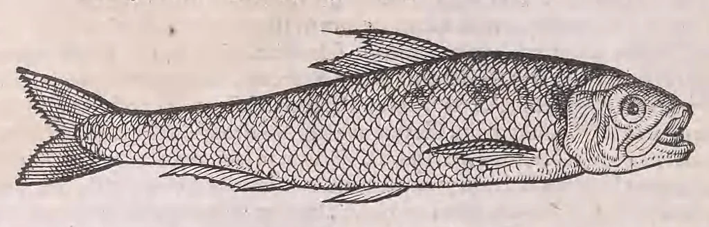 An illustration from Nomenclator aquatilium animantium : Icones animalium in mari et dulcibus aquis degentium plus quam DCC. cum nomenclaturis singulorum Latinis, Graecis, Italicis, Hispanicis, Gallicis, Germanicis, Anglicis, alijsq́[ue] interdum, per certos ordines digestae ..., 1606, leaf 353