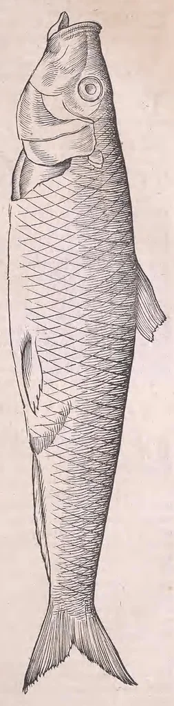 An illustration from Nomenclator aquatilium animantium : Icones animalium in mari et dulcibus aquis degentium plus quam DCC. cum nomenclaturis singulorum Latinis, Graecis, Italicis, Hispanicis, Gallicis, Germanicis, Anglicis, alijsq́[ue] interdum, per certos ordines digestae ..., 1606, leaf 36
