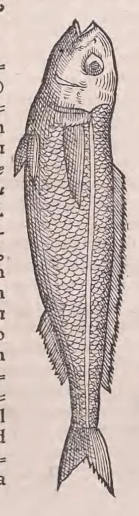 An illustration from Nomenclator aquatilium animantium : Icones animalium in mari et dulcibus aquis degentium plus quam DCC. cum nomenclaturis singulorum Latinis, Graecis, Italicis, Hispanicis, Gallicis, Germanicis, Anglicis, alijsq́[ue] interdum, per certos ordines digestae ..., 1606, leaf 36