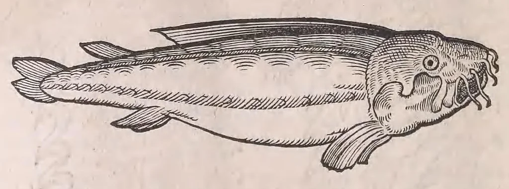 An illustration from Nomenclator aquatilium animantium : Icones animalium in mari et dulcibus aquis degentium plus quam DCC. cum nomenclaturis singulorum Latinis, Graecis, Italicis, Hispanicis, Gallicis, Germanicis, Anglicis, alijsq́[ue] interdum, per certos ordines digestae ..., 1606, leaf 365