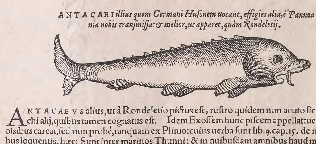 An illustration from Nomenclator aquatilium animantium : Icones animalium in mari et dulcibus aquis degentium plus quam DCC. cum nomenclaturis singulorum Latinis, Graecis, Italicis, Hispanicis, Gallicis, Germanicis, Anglicis, alijsq́[ue] interdum, per certos ordines digestae ..., 1606, leaf 365