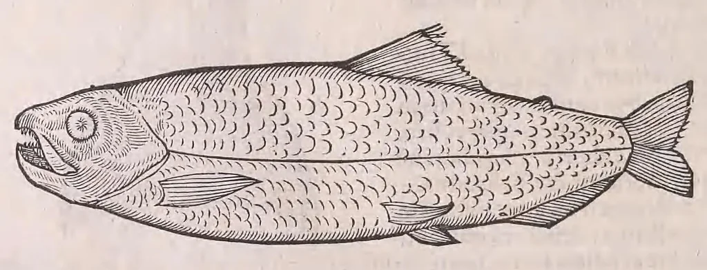 An illustration from Nomenclator aquatilium animantium : Icones animalium in mari et dulcibus aquis degentium plus quam DCC. cum nomenclaturis singulorum Latinis, Graecis, Italicis, Hispanicis, Gallicis, Germanicis, Anglicis, alijsq́[ue] interdum, per certos ordines digestae ..., 1606, leaf 375