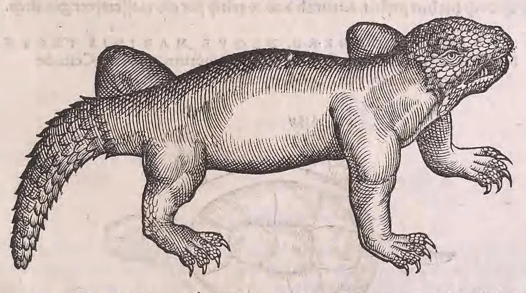 An illustration from Nomenclator aquatilium animantium : Icones animalium in mari et dulcibus aquis degentium plus quam DCC. cum nomenclaturis singulorum Latinis, Graecis, Italicis, Hispanicis, Gallicis, Germanicis, Anglicis, alijsq́[ue] interdum, per certos ordines digestae ..., 1606, leaf 388