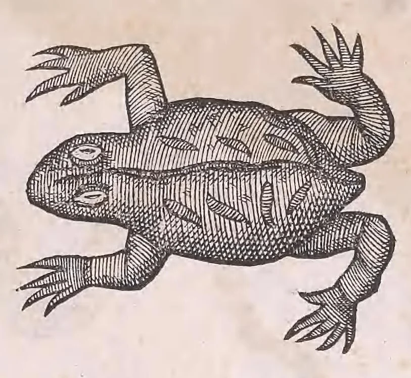 An illustration from Nomenclator aquatilium animantium : Icones animalium in mari et dulcibus aquis degentium plus quam DCC. cum nomenclaturis singulorum Latinis, Graecis, Italicis, Hispanicis, Gallicis, Germanicis, Anglicis, alijsq́[ue] interdum, per certos ordines digestae ..., 1606, leaf 392