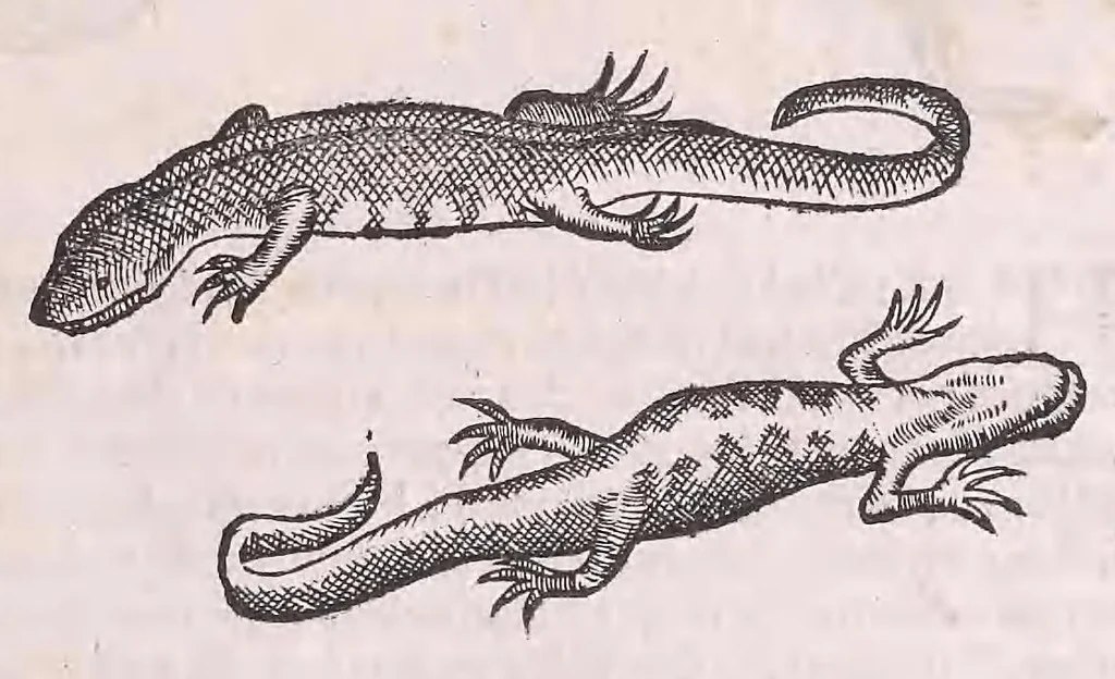 An illustration from Nomenclator aquatilium animantium : Icones animalium in mari et dulcibus aquis degentium plus quam DCC. cum nomenclaturis singulorum Latinis, Graecis, Italicis, Hispanicis, Gallicis, Germanicis, Anglicis, alijsq́[ue] interdum, per certos ordines digestae ..., 1606, leaf 392
