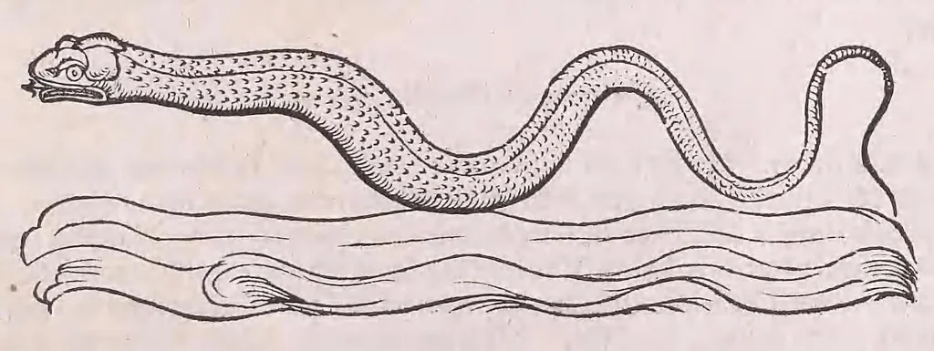 An illustration from Nomenclator aquatilium animantium : Icones animalium in mari et dulcibus aquis degentium plus quam DCC. cum nomenclaturis singulorum Latinis, Graecis, Italicis, Hispanicis, Gallicis, Germanicis, Anglicis, alijsq́[ue] interdum, per certos ordines digestae ..., 1606, leaf 392