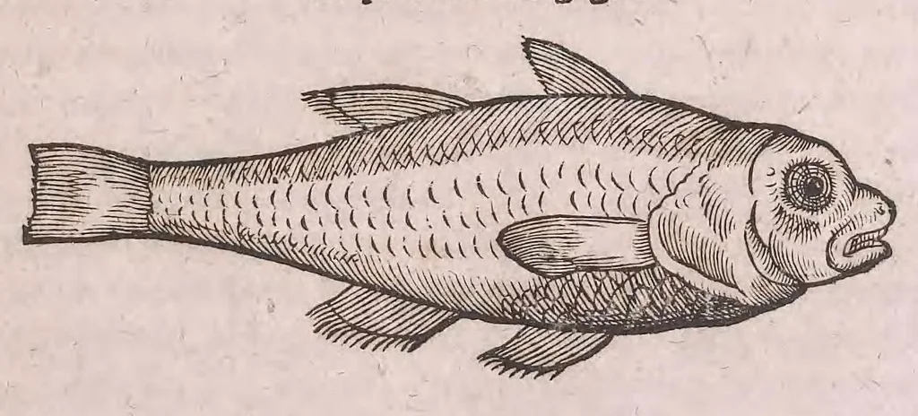 An illustration from Nomenclator aquatilium animantium : Icones animalium in mari et dulcibus aquis degentium plus quam DCC. cum nomenclaturis singulorum Latinis, Graecis, Italicis, Hispanicis, Gallicis, Germanicis, Anglicis, alijsq́[ue] interdum, per certos ordines digestae ..., 1606, leaf 4