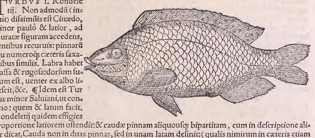 An illustration from Nomenclator aquatilium animantium : Icones animalium in mari et dulcibus aquis degentium plus quam DCC. cum nomenclaturis singulorum Latinis, Graecis, Italicis, Hispanicis, Gallicis, Germanicis, Anglicis, alijsq́[ue] interdum, per certos ordines digestae ..., 1606, leaf 46