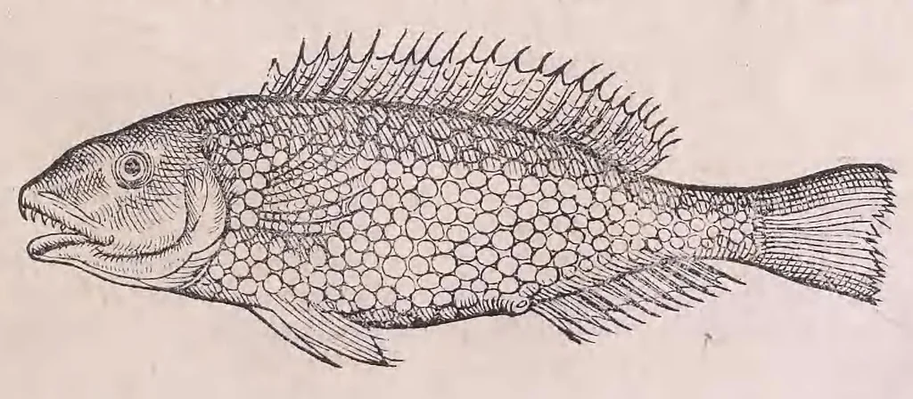 An illustration from Nomenclator aquatilium animantium : Icones animalium in mari et dulcibus aquis degentium plus quam DCC. cum nomenclaturis singulorum Latinis, Graecis, Italicis, Hispanicis, Gallicis, Germanicis, Anglicis, alijsq́[ue] interdum, per certos ordines digestae ..., 1606, leaf 46