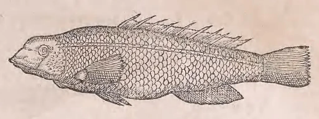 An illustration from Nomenclator aquatilium animantium : Icones animalium in mari et dulcibus aquis degentium plus quam DCC. cum nomenclaturis singulorum Latinis, Graecis, Italicis, Hispanicis, Gallicis, Germanicis, Anglicis, alijsq́[ue] interdum, per certos ordines digestae ..., 1606, leaf 50