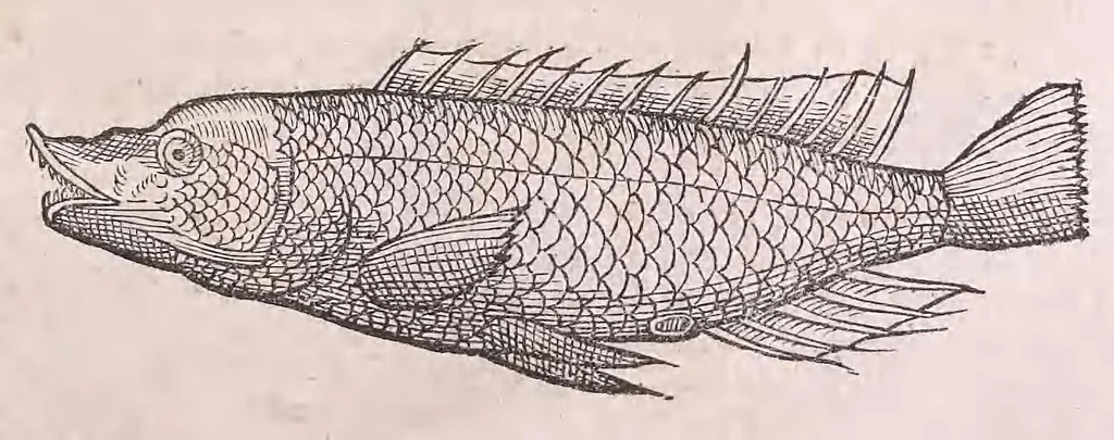 An illustration from Nomenclator aquatilium animantium : Icones animalium in mari et dulcibus aquis degentium plus quam DCC. cum nomenclaturis singulorum Latinis, Graecis, Italicis, Hispanicis, Gallicis, Germanicis, Anglicis, alijsq́[ue] interdum, per certos ordines digestae ..., 1606, leaf 50