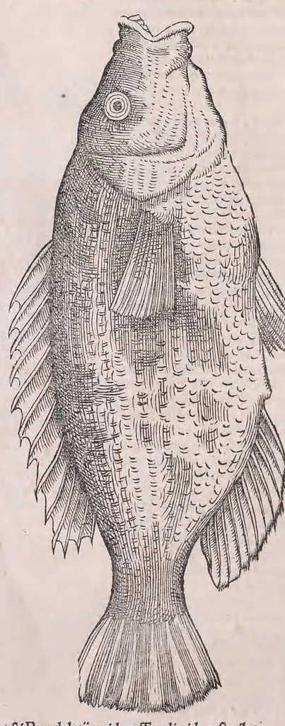 An illustration from Nomenclator aquatilium animantium : Icones animalium in mari et dulcibus aquis degentium plus quam DCC. cum nomenclaturis singulorum Latinis, Graecis, Italicis, Hispanicis, Gallicis, Germanicis, Anglicis, alijsq́[ue] interdum, per certos ordines digestae ..., 1606, leaf 53