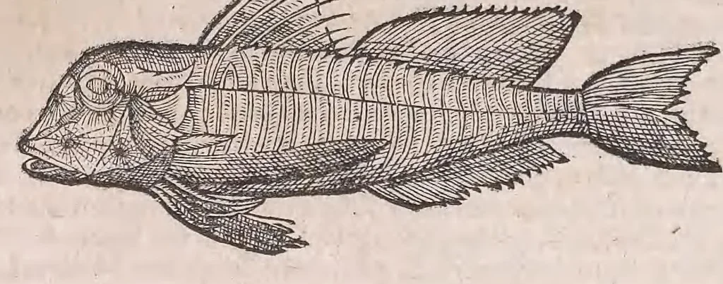 An illustration from Nomenclator aquatilium animantium : Icones animalium in mari et dulcibus aquis degentium plus quam DCC. cum nomenclaturis singulorum Latinis, Graecis, Italicis, Hispanicis, Gallicis, Germanicis, Anglicis, alijsq́[ue] interdum, per certos ordines digestae ..., 1606, leaf 71