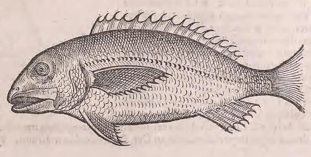 An illustration from Nomenclator aquatilium animantium : Icones animalium in mari et dulcibus aquis degentium plus quam DCC. cum nomenclaturis singulorum Latinis, Graecis, Italicis, Hispanicis, Gallicis, Germanicis, Anglicis, alijsq́[ue] interdum, per certos ordines digestae ..., 1606, leaf 74