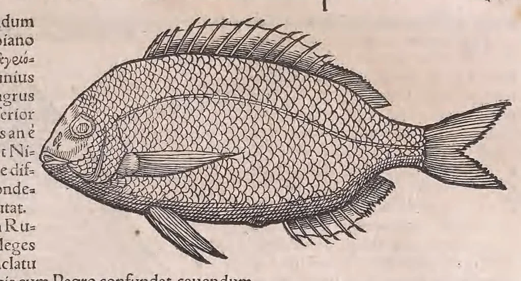 An illustration from Nomenclator aquatilium animantium : Icones animalium in mari et dulcibus aquis degentium plus quam DCC. cum nomenclaturis singulorum Latinis, Graecis, Italicis, Hispanicis, Gallicis, Germanicis, Anglicis, alijsq́[ue] interdum, per certos ordines digestae ..., 1606, leaf 78