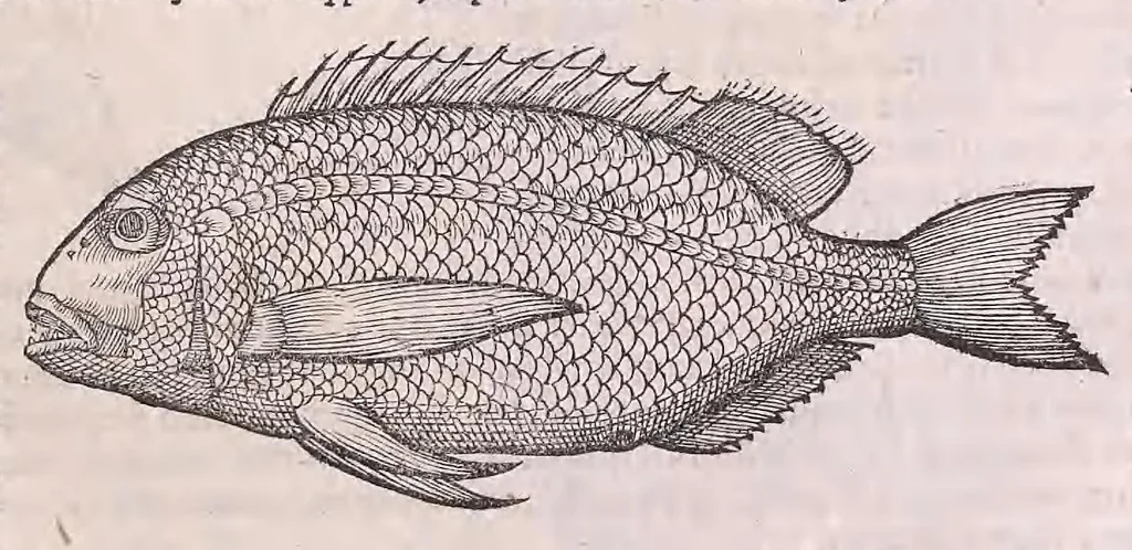 An illustration from Nomenclator aquatilium animantium : Icones animalium in mari et dulcibus aquis degentium plus quam DCC. cum nomenclaturis singulorum Latinis, Graecis, Italicis, Hispanicis, Gallicis, Germanicis, Anglicis, alijsq́[ue] interdum, per certos ordines digestae ..., 1606, leaf 78
