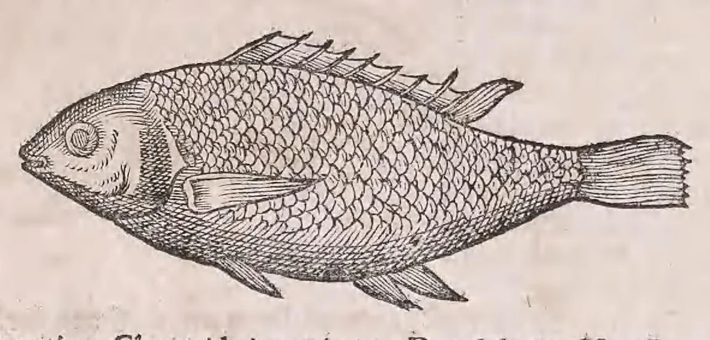 An illustration from Nomenclator aquatilium animantium : Icones animalium in mari et dulcibus aquis degentium plus quam DCC. cum nomenclaturis singulorum Latinis, Graecis, Italicis, Hispanicis, Gallicis, Germanicis, Anglicis, alijsq́[ue] interdum, per certos ordines digestae ..., 1606, leaf 81