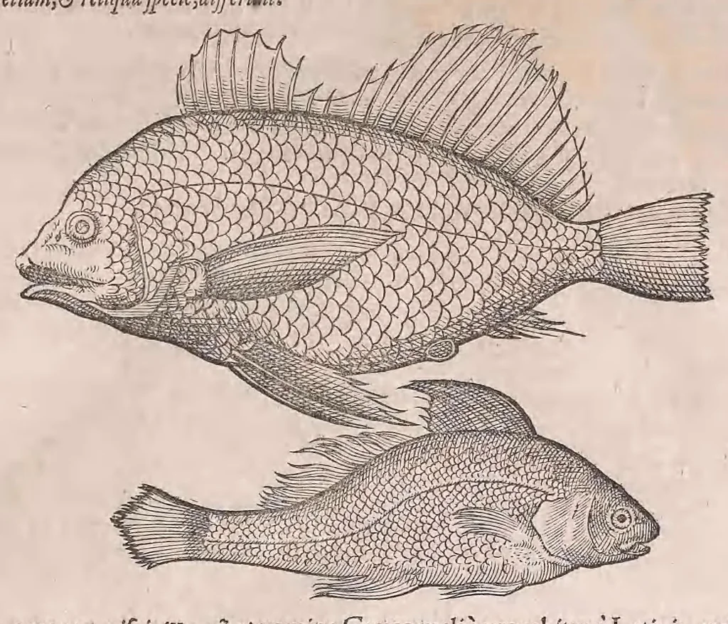 An illustration from Nomenclator aquatilium animantium : Icones animalium in mari et dulcibus aquis degentium plus quam DCC. cum nomenclaturis singulorum Latinis, Graecis, Italicis, Hispanicis, Gallicis, Germanicis, Anglicis, alijsq́[ue] interdum, per certos ordines digestae ..., 1606, leaf 86