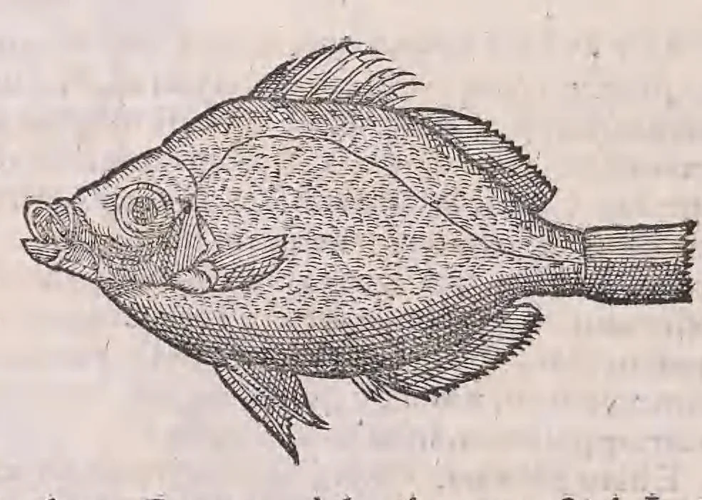An illustration from Nomenclator aquatilium animantium : Icones animalium in mari et dulcibus aquis degentium plus quam DCC. cum nomenclaturis singulorum Latinis, Graecis, Italicis, Hispanicis, Gallicis, Germanicis, Anglicis, alijsq́[ue] interdum, per certos ordines digestae ..., 1606, leaf 89